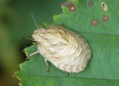 Réf. 188 573 : Eurygaster maura